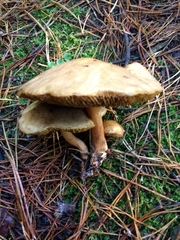 Suillus bovinus