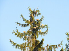 Streptopelia decaocto