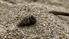 Coenobita compressus
