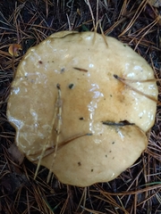 Suillus bovinus