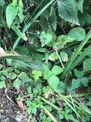 Amphicarpaea edgeworthii