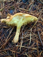 Suillus bovinus