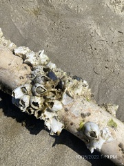 Amphibalanus eburneus