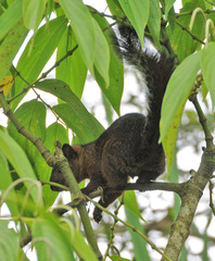 Microsciurus alfari