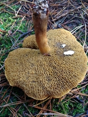 Suillus bovinus