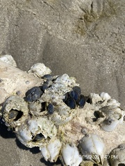 Amphibalanus eburneus