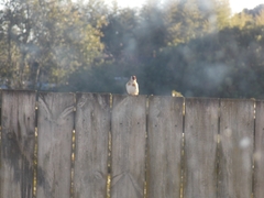 Carduelis carduelis britannica