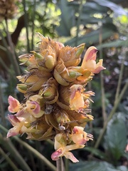 Goeppertia majestica