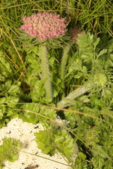 Daucus carota gummifer