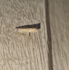 Culladia hastiferalis