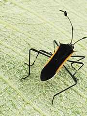 Plapigus circumcinctus