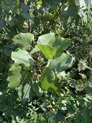 Populus
