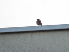 Phoenicurus ochruros