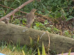 Turdus philomelos clarkei