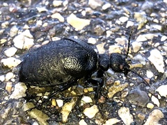 Meloe rugosus