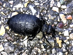 Meloe rugosus