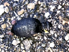 Meloe rugosus