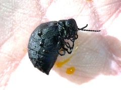 Meloe rugosus
