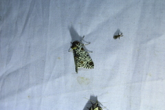 Harrisimemna trisignata