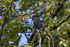 Phalacrocorax carbo