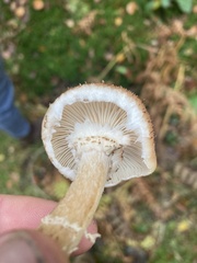 Armillaria ostoyae