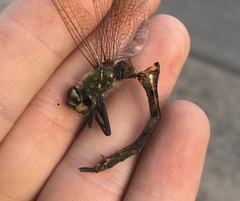 Somatochlora flavomaculata