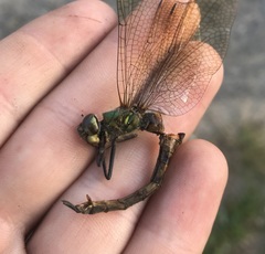 Somatochlora flavomaculata