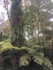 Phyllocladus trichomanoides