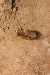 Amphimallon