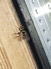 Trigonospila transvittata