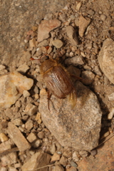 Amphimallon