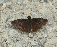 Erynnis zarucco
