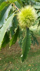 Castanea dentata