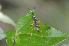 Baryceros texanus