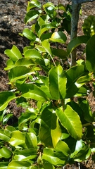 Prunus lusitanica azorica