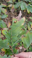 Cynips disticha