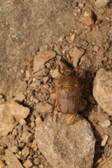 Amphimallon