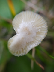 Agaricales