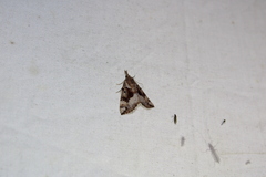 Hypena palparia