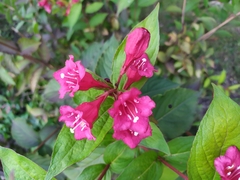 Weigela