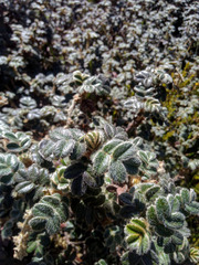 Polylepis quadrijuga