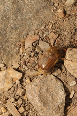 Amphimallon