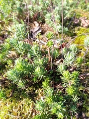 Petrosedum rupestre