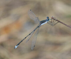Lestes australis