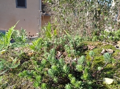 Petrosedum rupestre