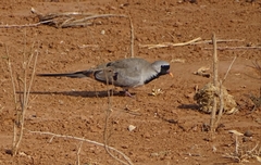 Oena capensis capensis