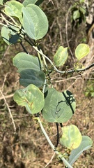 Smilax anceps