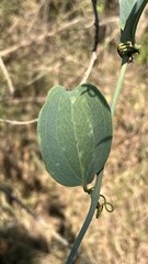 Smilax anceps