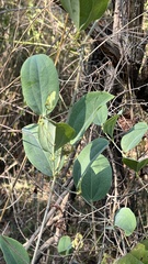 Smilax anceps
