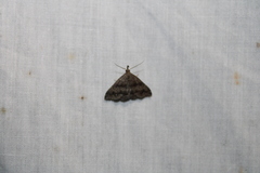 Phalaenostola larentioides